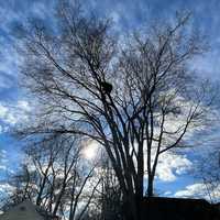 Bear With Us: Furry Visitor Creates a Buzz in West Hartford