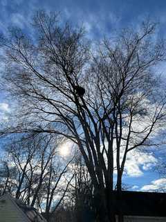 Bear With Us: Furry Visitor Creates a Buzz in CT Community