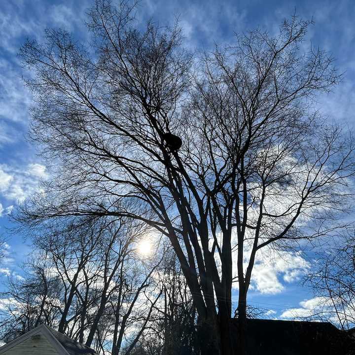 A young black bear has taken up part-time residence in West Hartford, where residents have seen it lounging in trees and rummaging for food.&nbsp;