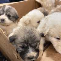 <p>The rescued puppies</p>