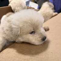 <p>The rescued puppies.</p>