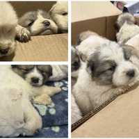 <p>Nine tiny puppies who were abandoned in the cold at Merion Gateway Park, but the rescued by PSPCA. They've been named after the Philadelphia flyers.&nbsp;</p>