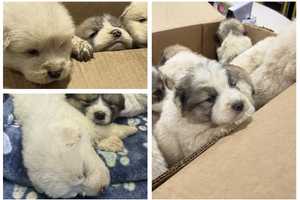 Nine Puppies Abandoned In Box At Park Rescued By PA SPCA