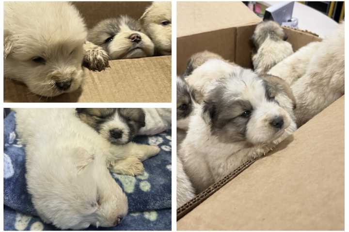 Nine Puppies Abandoned In Box At Montgomery County Park Rescued By SPCA