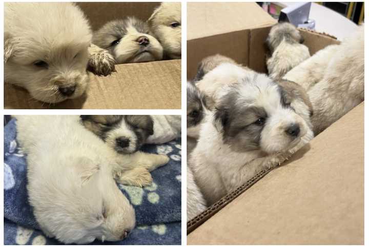 Nine tiny puppies who were abandoned in the cold at Merion Gateway Park, but the rescued by PSPCA. They've been named after the Philadelphia flyers.&nbsp;