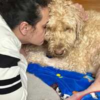 <p>Astro is now recovering following a hit-run crash in the Hudson Valley. </p>