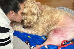 Beloved Dog Injured In Hit-Run In Brewster: Community Rallies To Help With Medical Bills