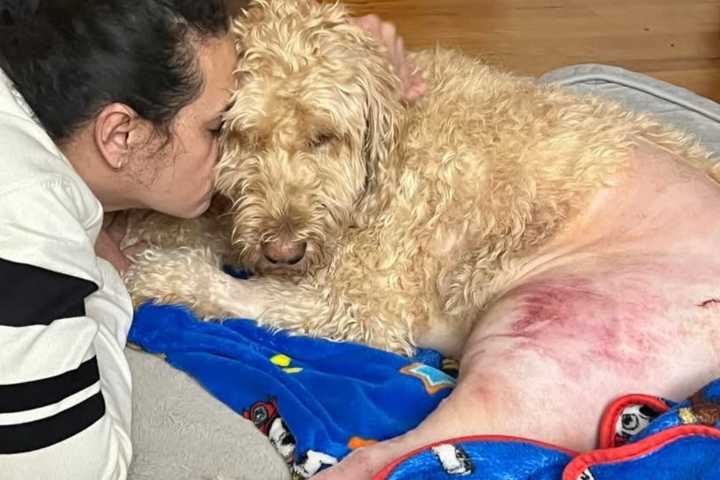 Beloved Dog Injured In Hit-Run In Hudson Valley: Community Rallies To Help With Medical Bills