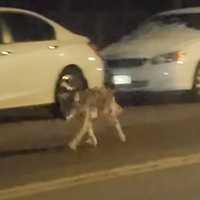 Coyote Seen Running Near Elementary School In Westchester (VIDEO)