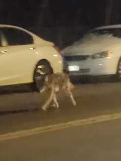 Coyote Seen Running Near Elementary School In New Rochelle (VIDEO)