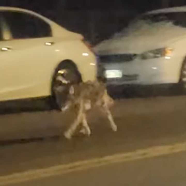 A coyote was seen running on a public street in New Rochelle near Trinity Elementary School. 