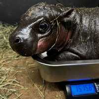 'People's Choice:' Baby Hippo That Took Social Media By Storm Gets Name After Heated Vote