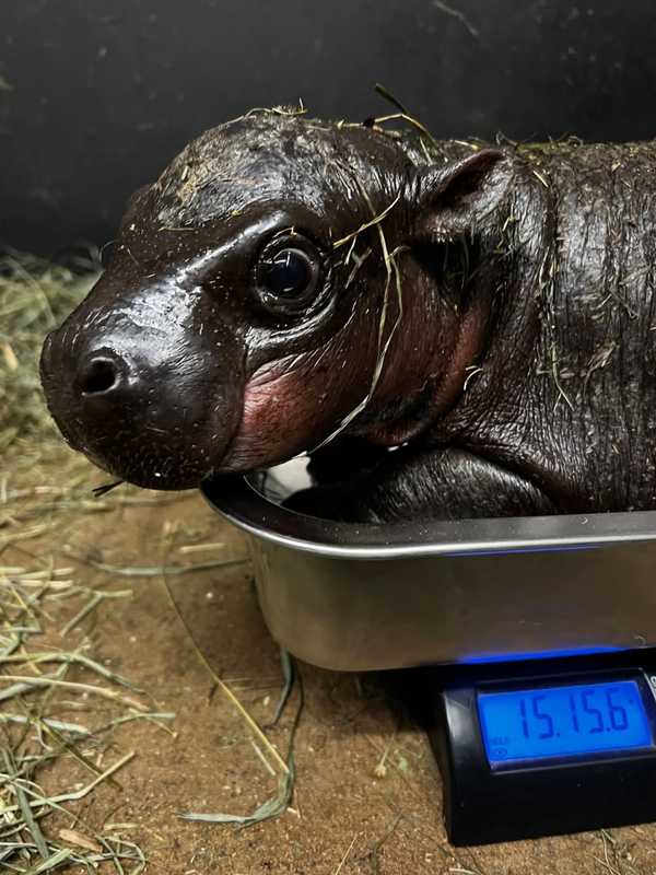 'People's Choice:' Baby Hippo That Took Social Media By Storm In VA Gets Name After Heated Vote