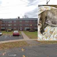 'This Is Disgusting': Community Fumes After Pregnant Dog, 6 Pups Left To Die In CT Parking Lot