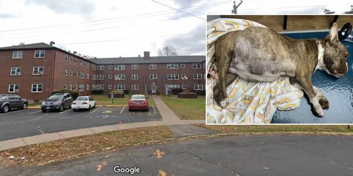 A French bulldog mix was abandoned and left to die at this apartment complex on Turtle Lane in East Hartford just before Christmas. The dog's death along with her six unborn puppies has left the community&nbsp;incensed and demanding answers.&nbsp;