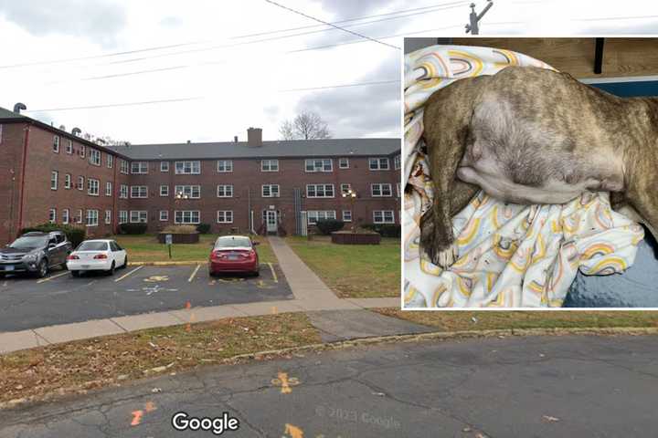 'This Is Disgusting': Community Fumes After Pregnant Dog, 6 Pups Left To Die In CT Parking Lot