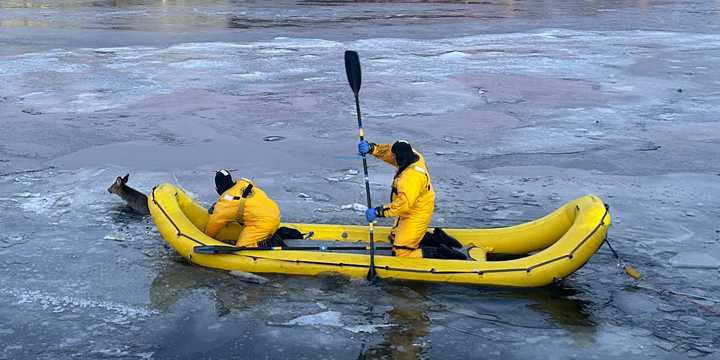 Westport firefighters rescue a deer after it got stuck in the icy Saugatuck River.