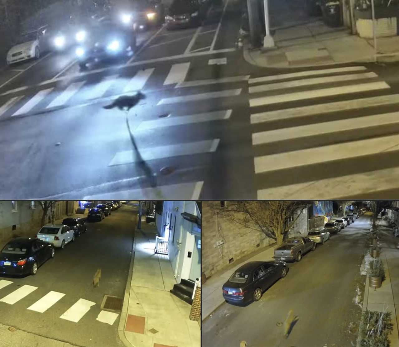 Coyote Spotted Roaming Lancaster City On Surveillance Cameras ...