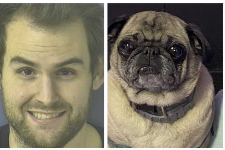 Pug Brutally Killed By Ex-Boyfriend In Shocking PA Revenge Plot: Affidavit