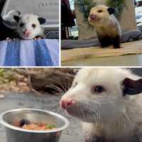 Meet Cosmos! 'Opossum Ambassador' Gets Its Name At Wildlife Center Of Virginia