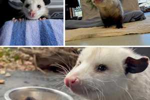 Meet Cosmos! 'Opossum Ambassador' Gets Its Name At Wildlife Center Of Virginia