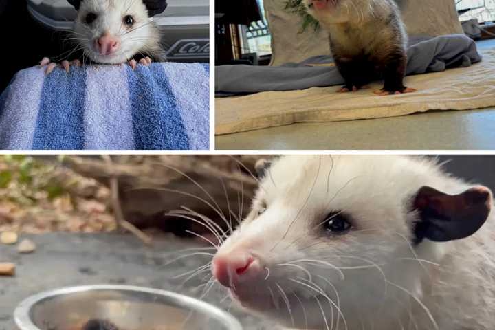 Meet Cosmos! 'Opossum Ambassador' Gets Its Name At Wildlife Center Of Virginia