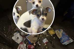 63 Chihuahuas, Teen Son Found In Feces-Filled PA Home, Couple Charged: Police