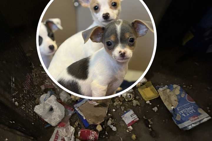 63 Chihuahuas, Teen Son Found In Feces-Filled Home, Adams County Couple Charged: Police