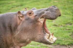 Grandmother Mauled to Death by Hippo on African Safari; Husband Sues Stamford Tour Company