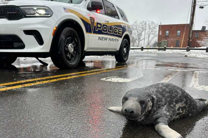 Seal On The Lam: Slippery Suspect Gives New Haven Cops The Flipper