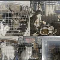 BUCKS STORAGE UNIT HORROR: 53 Cats Rescued From Filthy, Cramped Cages