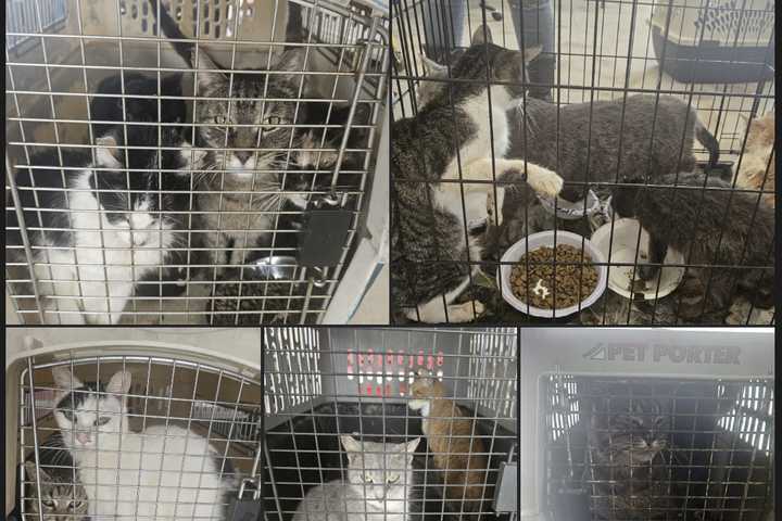 BUCKS STORAGE UNIT HORROR: 53 Cats Rescued From Filthy, Cramped Cages