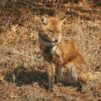 Injured, Potentially Pregnant Fox Being Sought In Gloucester County: Cops