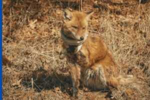 Injured, Potentially Pregnant Fox Being Sought In Gloucester County: Cops