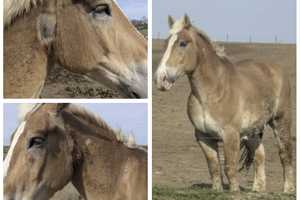 ‘They Did Nothing Wrong’: Fundraiser Launched After Cows Killed, Horse Shot In Lancaster