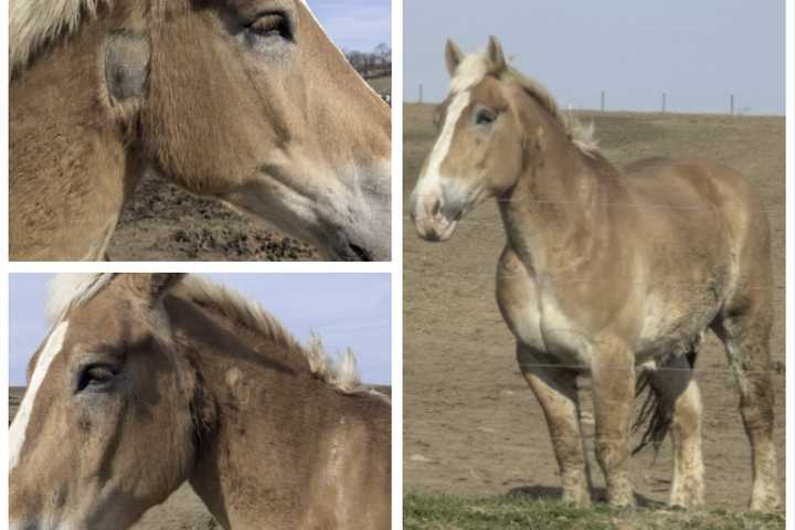 ‘They Did Nothing Wrong’: Fundraiser Launched After Cows Killed, Horse Shot In Lancaster