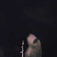 <p>Video of the trespassers at the zoo.</p>