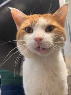 Virginia Cat Shot In Face Miraculously Survives, Keeps Purring Through Recovery