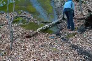 Man Purposefully Puts Tree Limbs, Other Debris On Bike Trail In Blue Mountain Reservation: Cops