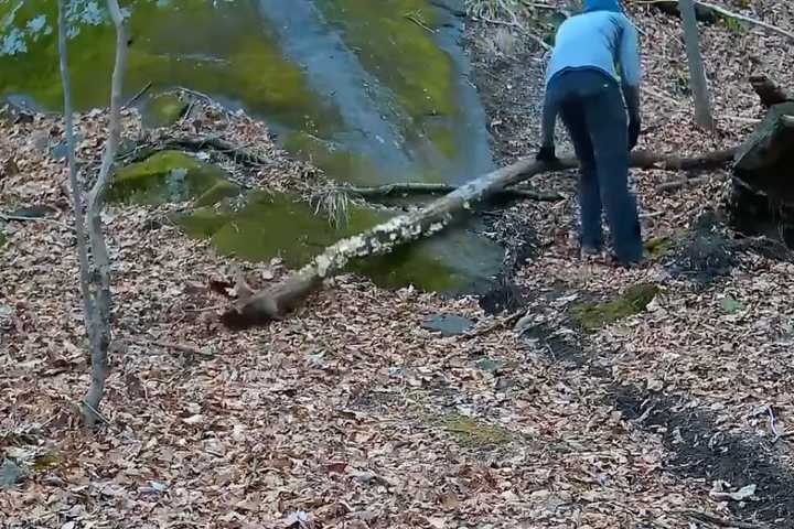 Man Purposefully Puts Tree Limbs, Other Debris On Bike Trail In Blue Mountain Reservation: Cops
