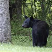 Bear Cub Spotted Near Central Park Bridge In Doylestown, Game Commission Called