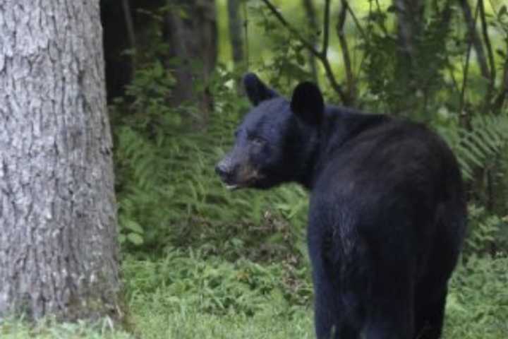 Bear Cub Spotted Near Central Park Bridge In Doylestown, Game Commission Called