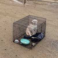 Dog With Shattered Bones Abandoned At Rainy Shelton Job Site Had To Be Euthanized
