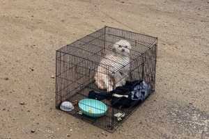 Dog With Shattered Bones Abandoned At Rainy Shelton Job Site Had To Be Euthanized