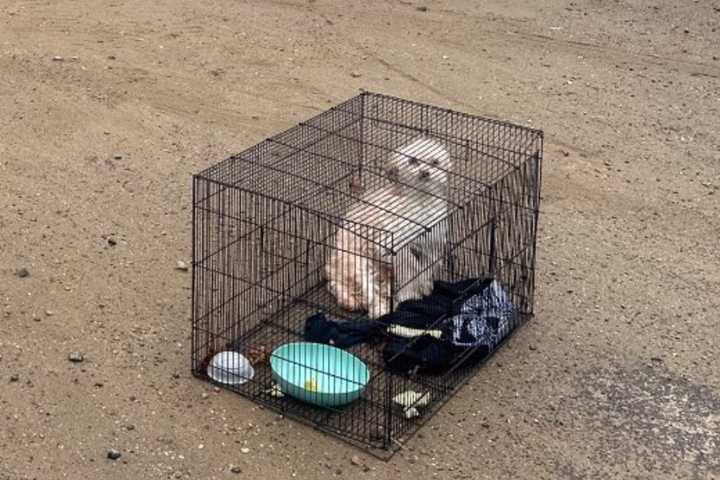 Dog With Shattered Bones Abandoned At Rainy Shelton Job Site Had To Be Euthanized