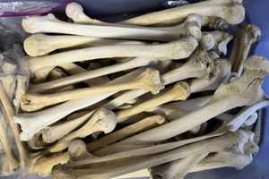 Stillborns, Harvard Cadaver Parts Trafficked To PA: DOJ Secures Guilty Plea