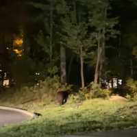 Bear Seen Roaming In Monsey (VIDEO)