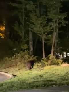 Bear Seen Roaming In This Hudson Valley Hamlet (VIDEO)