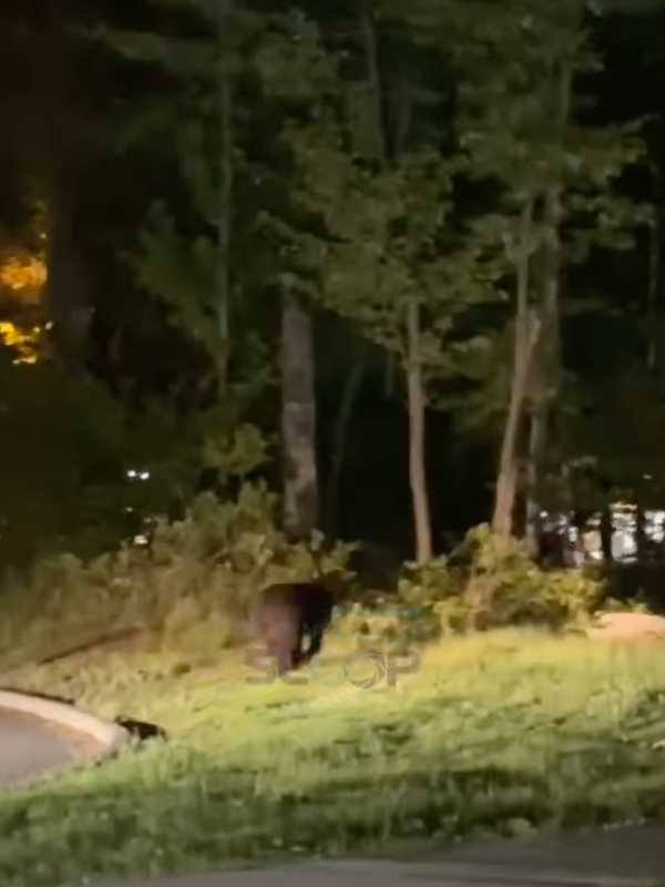 Bear Seen Roaming In This Hudson Valley Hamlet (VIDEO)