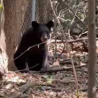 New Bear Sightings Reported In Areas Of Yorktown, Rockland County: Here's Where